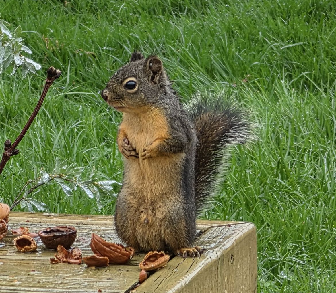 Tamiasciurus douglasii