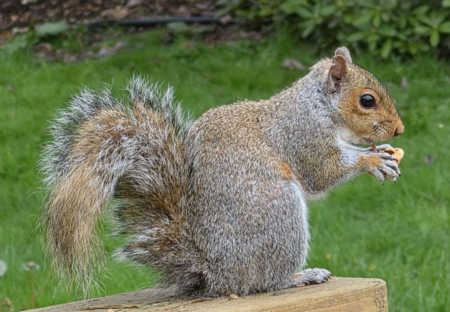 Sciurus carolinensis