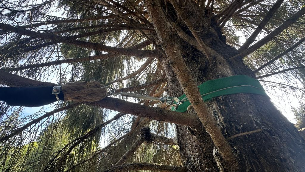 the ropes attached to the tree